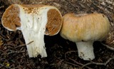 Cortinarius sarcinochrous image