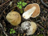 Cortinarius sarcinochrous image