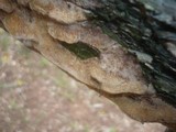 Pachykytospora tuberculosa image