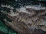 Pachykytospora tuberculosa image