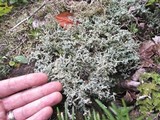 Stereocaulon sasakii image