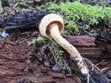 Chroogomphus tomentosus image