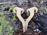 Chroogomphus tomentosus image