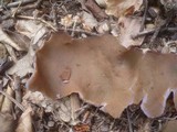 Peziza phyllogena image