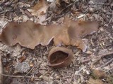 Peziza phyllogena image