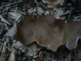 Peziza phyllogena image