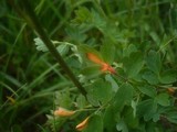 Phragmidium sanguisorbae image