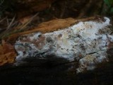 Protomerulius caryae image