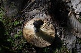Russula nigricans image