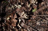 Clavulina coralloides image