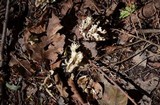 Clavulina coralloides image