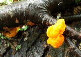 Naematelia aurantia image