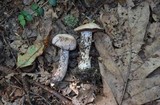 Laccaria ochropurpurea image
