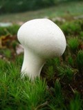 Calvatia bovista image