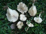 Clitocybe dealbata subsp. sudorifica image