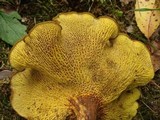 Boletinellus merulioides image