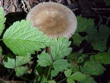 Amanita pachycolea image