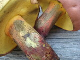 Boletochaete bicolor image