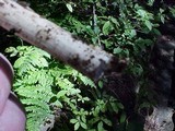 Amanita pachycolea image