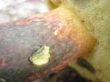 Boletochaete bicolor image