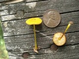 Pluteus chrysophlebius image