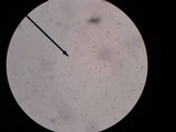 Pluteus chrysophlebius image