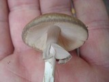 Amanita porphyria image