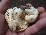 Lactarius subvellereus image
