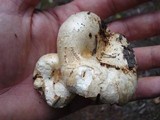 Lactarius subvellereus image