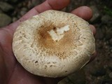 Lactarius subvellereus image