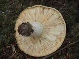 Lactarius subvellereus image