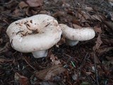 Lactarius subvellereus image