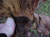 Tapinella atrotomentosa image