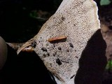 Coltricia perennis image