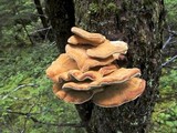 Bondarzewia occidentalis image