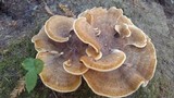 Bondarzewia occidentalis image