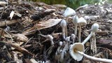 Leucocoprinus cepistipes image