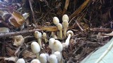 Leucocoprinus cepistipes image