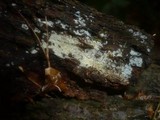 Sistotrema octosporum image