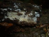 Sistotrema octosporum image