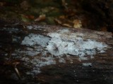 Subulicystidium longisporum image