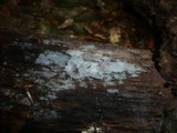 Subulicystidium longisporum image
