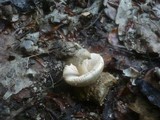 Volvariella pusilla image