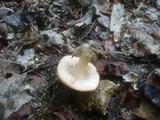 Volvariella pusilla image