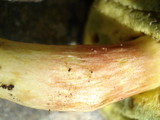 Boletus miniato-olivaceus image