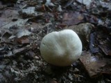 Volvariella pusilla image