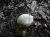 Volvariella pusilla image