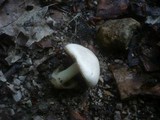 Volvariella pusilla image