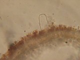 Coprinopsis stercorea image