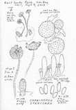 Coprinopsis stercorea image